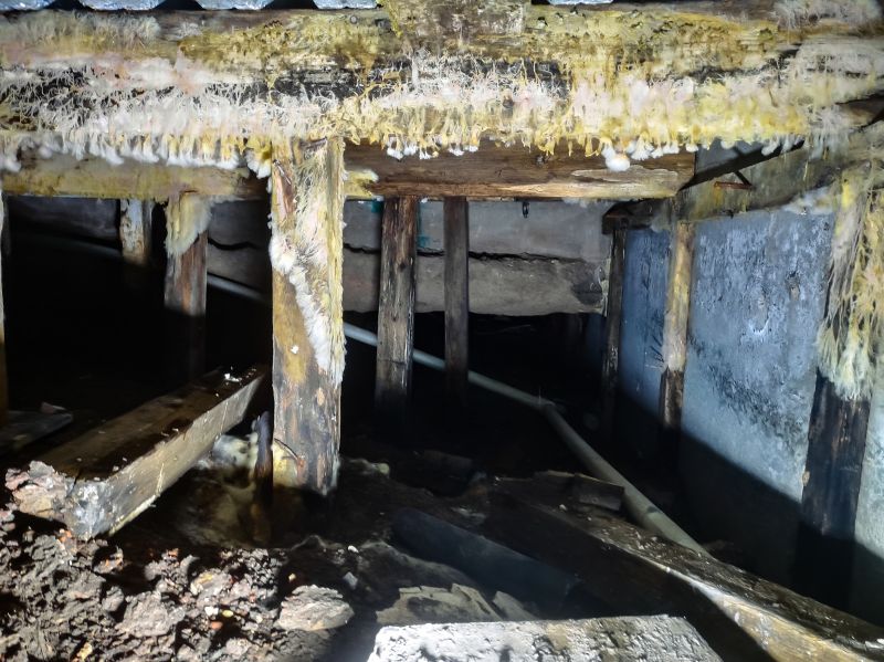 Basement Mold Remediation in Dallas, TX