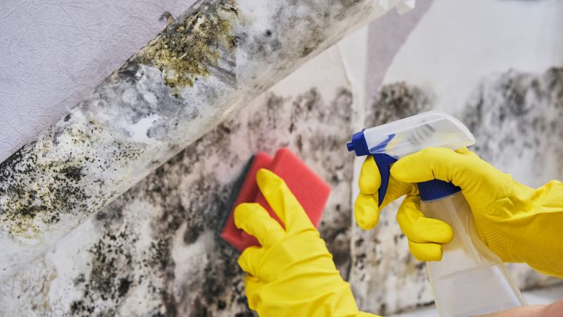 Mold Restoration in Boca Raton, FL